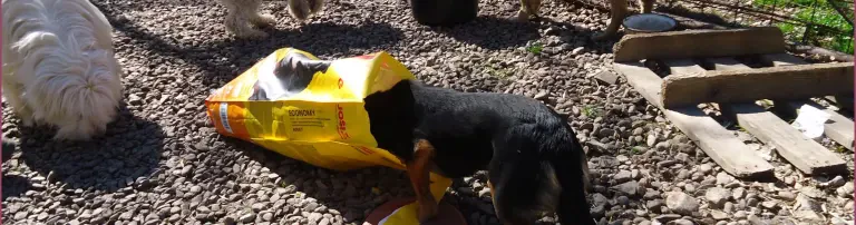 Hundemission e.V. Header