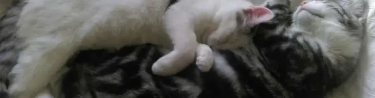 Katzenhilfe in und um Würzburg Mainfränkischer Tierschutz e. V. Header