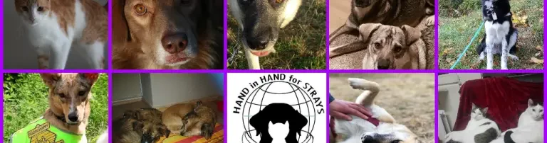 HAND in HAND for STRAYS e.V. Header