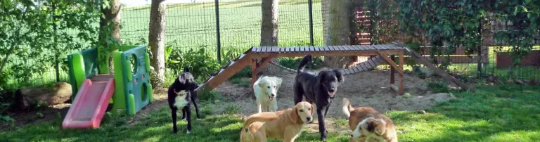 Doggy-House e.V. Hilfe + Heim für Hundewaisen Header