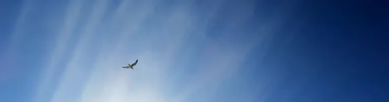 Landesjugendwerk der AWO Schleswig-Holstein e.V. Header
