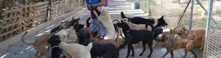 P.A.P.S.-Sonnenhunde aus Spanien e.V. Header