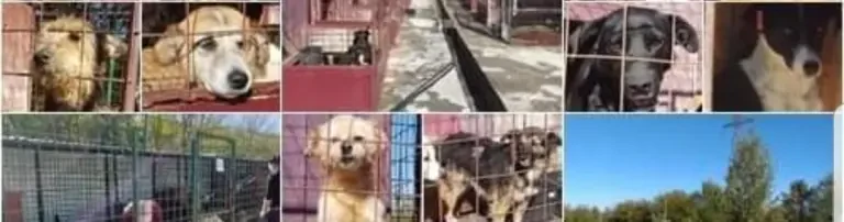 Happy paws Romania e.V. Header
