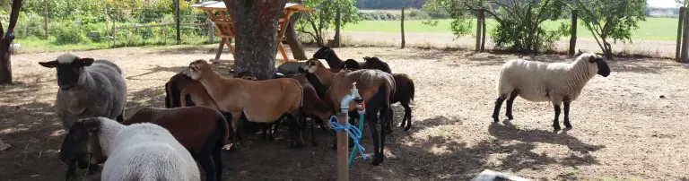 Muckeles Farm Header