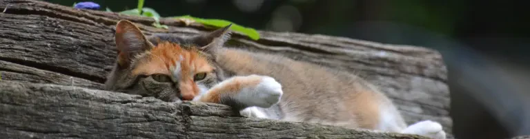 Katzenschutz GP-Donzdorf e.V. Header