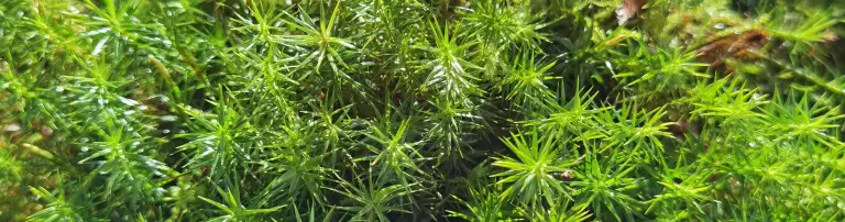 A.R. protect-the-Nature gemeinnützige UG Header