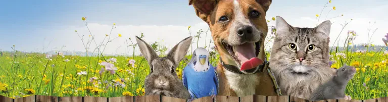 Tierschutzverein Bochum, Hattingen und Umgebung e. V. Header