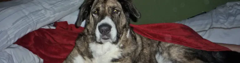 Tierfreunde Franz von Assisi Aurach e.V. Header