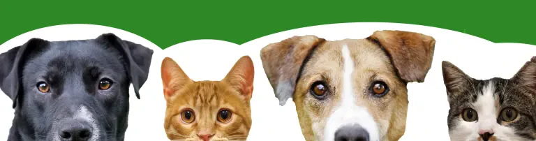 Bund gegen Missbrauch der Tiere e. V. Bad Karlshafen Header