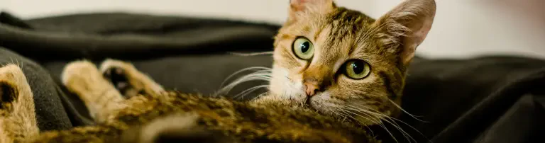 Katzenhoffnung Steiermark Header