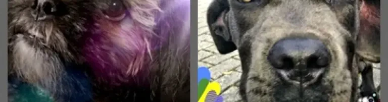 Birgit´s kleiner Tierschutz Header