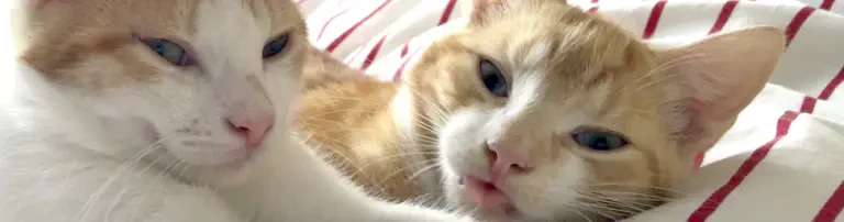 Streunerkatzen Lohfelden e.V. Header