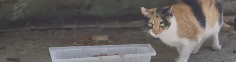 Asociación Nacional Amigos de los Animales Header