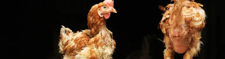 Hühnerrettung NRW e.V. Header