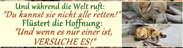 Rumänienhunde e.V. Header