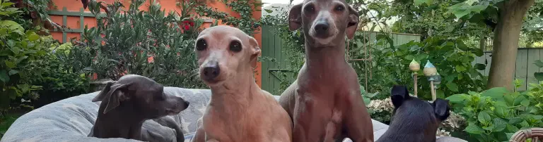 Windhund-Oldies e. V. Header