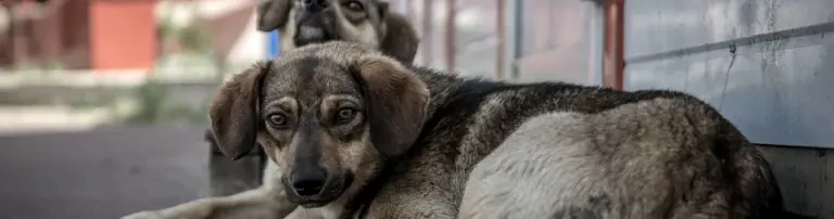 Tiernothilfe Ukraine e.V. Header