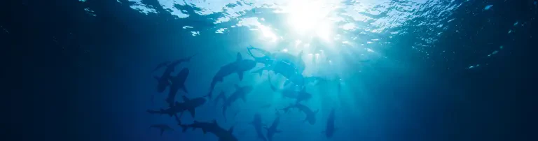 SHARKPROJECT Germany e.V. Header