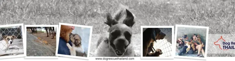 Dog Rescue Thailand gUG Header