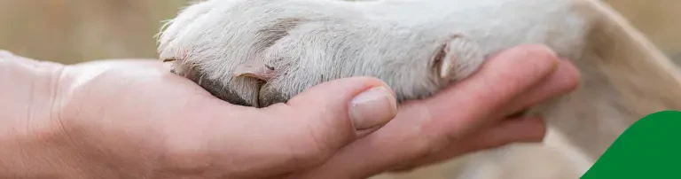 Animal Aid e.V. Header