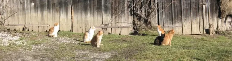 Streunerkatzen OÖ - Verein zum Schutz verwilderter Katzen Header