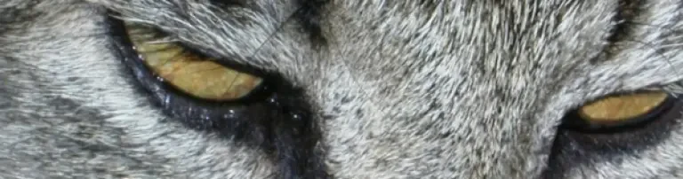 Manuelas Tierhoamat Header