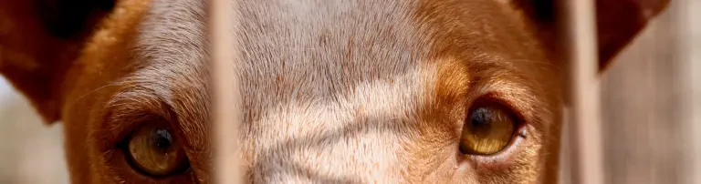 My Dog Fuerteventura e. V. Header