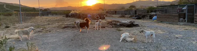 Cani dell‘OASI ARGO Calabria e.V. Header