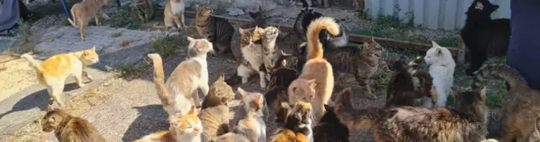 Zukunftswerkstatt Tierschutz e.V. Header