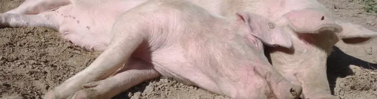 Schweineleben e. V. Header