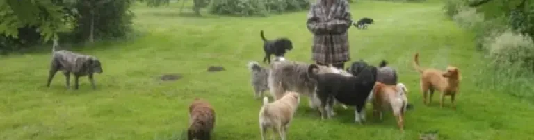 Gnadenhof Stinkfussfarm Brekenrühe - Tiere in Not e.V. Header