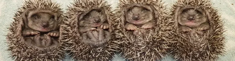 Spenden für Futterkosten und Tierarztkosten Header