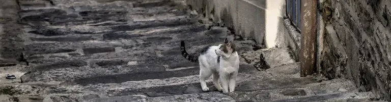 Futter für Straßenkatzen Kroatien Header