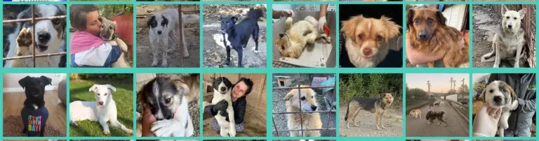 Futter für Iuliana's unschuldige Seelen - Straßenhunde und-katzen in Bukarest Rumänien Header