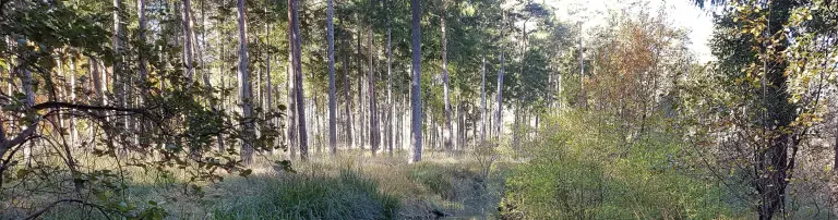 Mehr Wohnraum für Fledermäuse Header