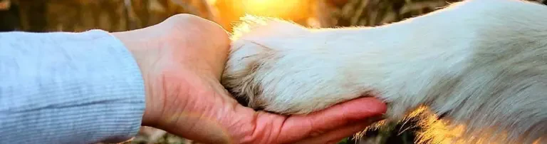 15 Kastrationen für Hunde und Katzen in Rumänien Header