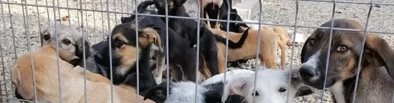 Kastrationen von Hunden Header