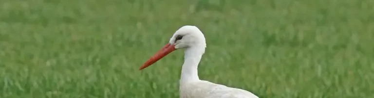 Kennwort Storch im Tierpark Header