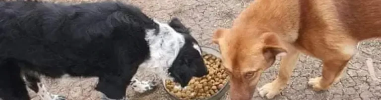 Futter für die Hunde und Katzen in Serbien Header