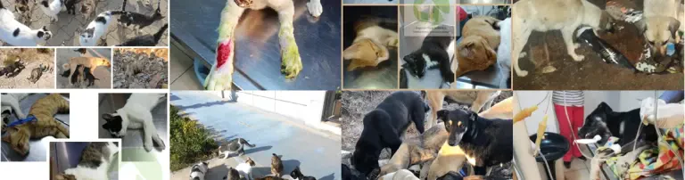 Parasitenschutz für die Strassentiere in Özdere und Umgebung Header