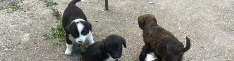 Hundefutter für den Winter 22/23 Header