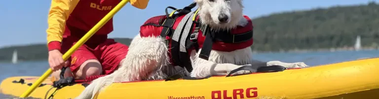 Aufbau einer Wasser-Rettungshunde Gruppe Header
