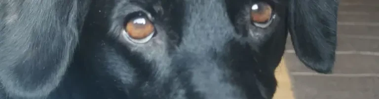 Mamma Tumor Header