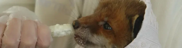 Patenschaft für einen Fuchs Header