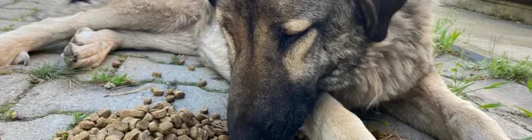 Bau Von Futter- und Wasserstellen Header