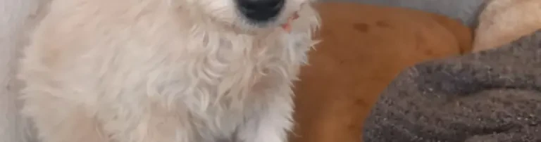 Futter für unsere Hunde Header