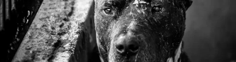 Hundehäuser 2023 Header