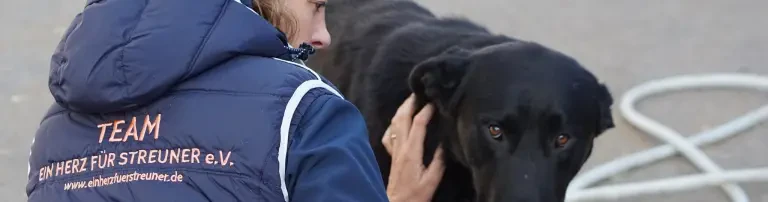 Medizinische Hilfe und Kastrationskampagnen in Rumänien Header