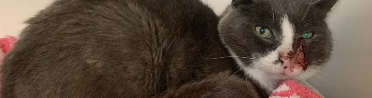 Medizinische Versorgung unserer Schützlinge Header