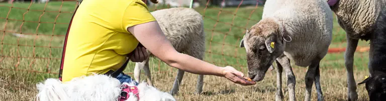 Tierärztliche Verorgung der geretteten Tiere Header